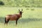 Red Hartebeest in Kalahari South Africa