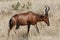 Red Hartebeest - Namibia