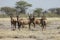 Red hartebeest, Namibia