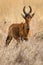 A red hartebeest photographed in South Africa