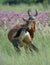 A red Hartebeest, photographed in South Africa.