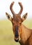 Red hartebeest portrait