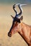 Red hartebeest portrait