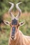 Red Hartebeest Portrait