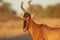 Red hartebeest portrait - South Africa