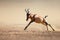 Red hartebeest running