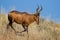 Red Hartebeest running down a sand dune