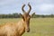 Red hartebeest running in dust - Alcelaphus caama