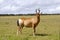 Red hartebeest running in dust - Alcelaphus caama