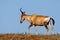 Red hartebeest, South Africa