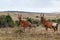 Red Hartebeest standing in the field