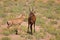 Red Hartebeest standing in open field with calf