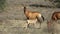 Red hartebeest and suckling calf