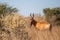 Red Hartebeest walking through the long grass of the Kalahari desert