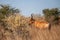 Red Hartebeest walking through the long grass of the Kalahari desert