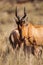 Red Hartebeest walking through the long grass of the Kalahari desert