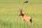 Red Hartebeest - Wildlife Background - Baby Animals