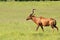 Red Hartebeest - Wildlife Background - Bull Tranquility