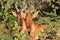 Red Hartebeest - Wildlife Background - Double Vision