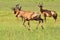 Red Hartebeest - Wildlife Background - Gallop of Red