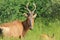 Red Hartebeest - Wildlife Background - Hilarious