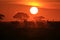 Red Hartebeest - Wildlife Background - Nature and her Golden Sunsets