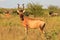 Red Hartebeest - Wildlife Background - Nature and Her Horns