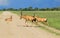 Red Hartebeest - Wildlife Background - Road Users