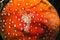 Red hat of a fly agaric. Texture of red mushroom