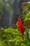 Red Hawaiian Ginger Flower in Rainforest With Waterfall in the Background