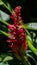 Red Hawaiian ginger plant surrounded by green leaves