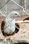 Red hawk in cage