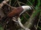 The red hawk has a reddish-brown color except the head and chest are white