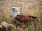 The red hawk has a reddish-brown color except the head and chest are white