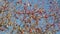 Red hawthorn berries on a bare branch without leaves against the sky. Red hawthorn berries on a frosty morning in