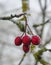 Red hawthorn berries on branch in winter, Lithuania