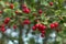 Red hawthorn berries close up