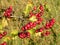 Red hawthorn berries, Crataegus oxyacantha