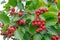 Red hawthorn berries on thorny branches