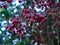 red hawthorn fruit (Hawthorn Berry)