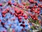 red hawthorn fruit (Hawthorn berry)