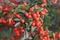 Red hawthorn plant