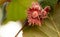 Red hazelnut nuts on tree branches in summer