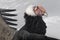 Red head of the Andean condor on a background of white snow and flight feathers