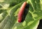 RED head caterpillar attacking plant and eat tender young leaves, pest insects and leaf disease concepts