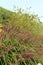 Red Head Chinese Fountain Grass in an Outdoor Garden