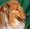 Red-head collie