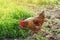 Red head rooster  on a background of a cereal field