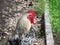 Red head rooster close in the garden. Portrait of a brown cock on farm yard. Red head rooster in traditional farmhouse. Organic