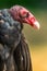 Red Head White Beak Black Feathers Turkey Vulture